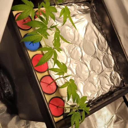 Dan's grow adventures