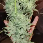 Dan's adventures in growing