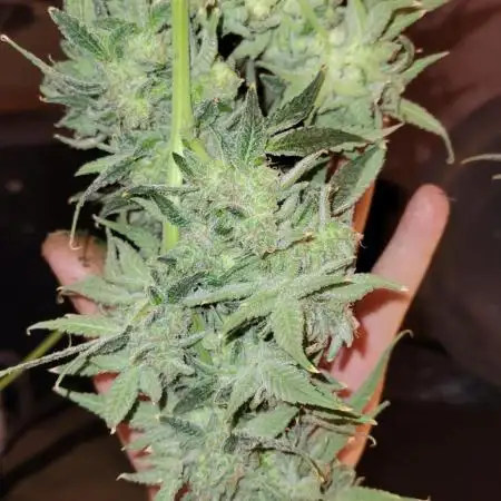 Dan's adventures in growing