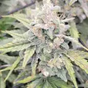 Dan's adventures in growing