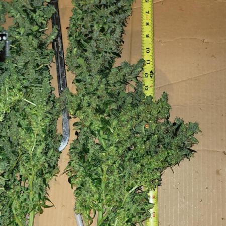 Dan's grow adventures