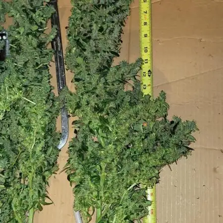 Dan's grow adventures