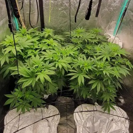 Dan's adventures in growing
