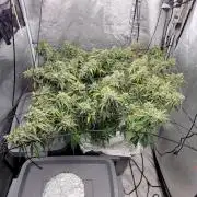 Dan's adventures in growing