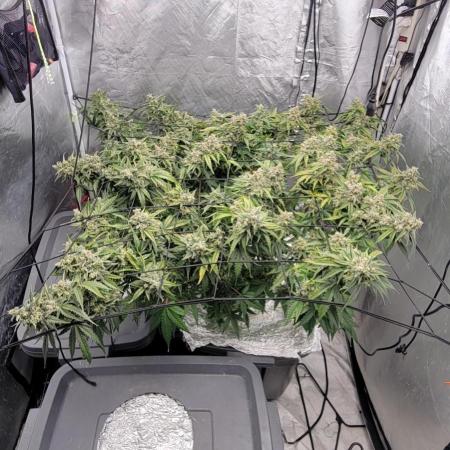 Dan's adventures in growing