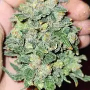 Dan's adventures in growing