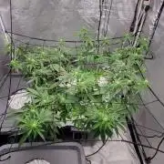 Dan's adventures in growing