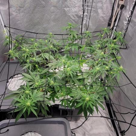 Dan's adventures in growing