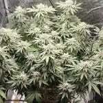 OG Kush First Run