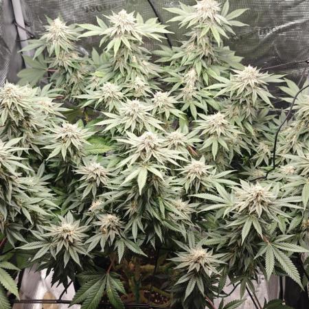 OG Kush First Run