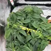 Pineapple Express Auto