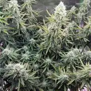 Space Cookies Auto