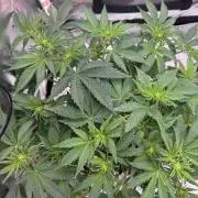 Pineapple Express Auto