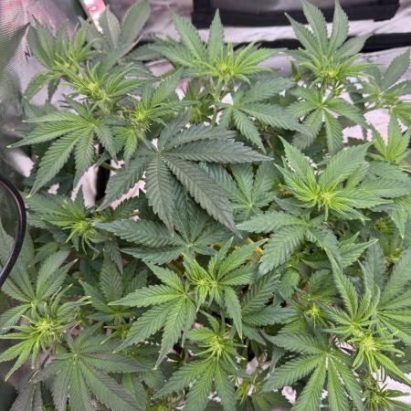 Pineapple Express Auto