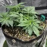 Ube Trip Auto