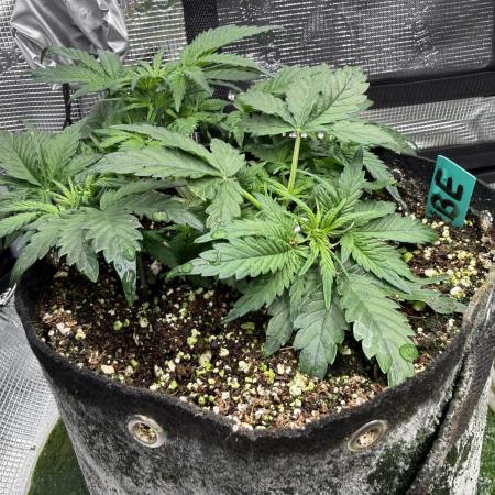 Ube Trip Auto