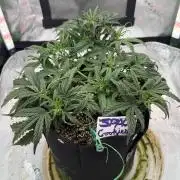 Space Cookies Auto