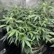 Ube Trip Auto
