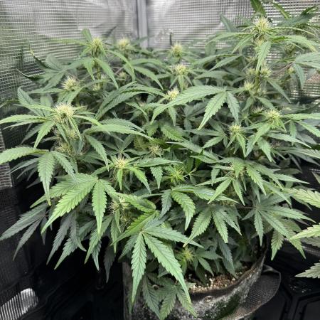 Ube Trip Auto