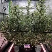 Space Cookies Auto