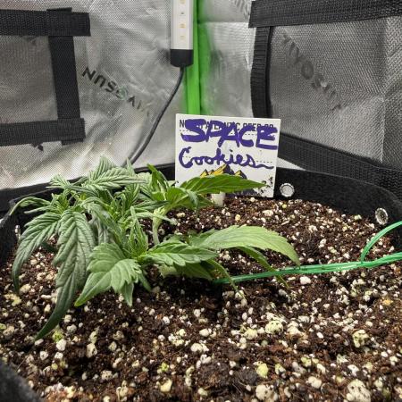 Space Cookies Auto