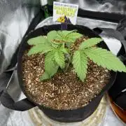 Pineapple Express Auto