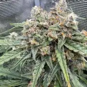Hyperion F1