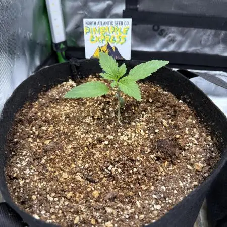 Pineapple Express Auto