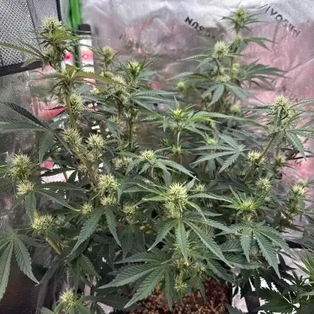 Pineapple Express Auto