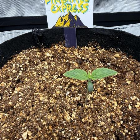 Pineapple Express Auto