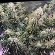 Space Cookies Auto