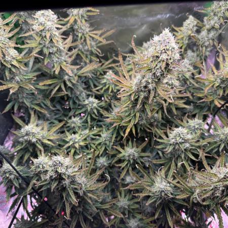 Space Cookies Auto