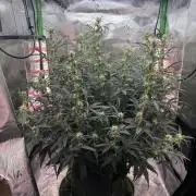 Space Cookies Auto