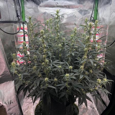 Space Cookies Auto