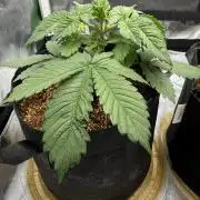 Pineapple Express Auto