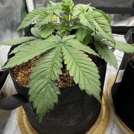 Pineapple Express Auto