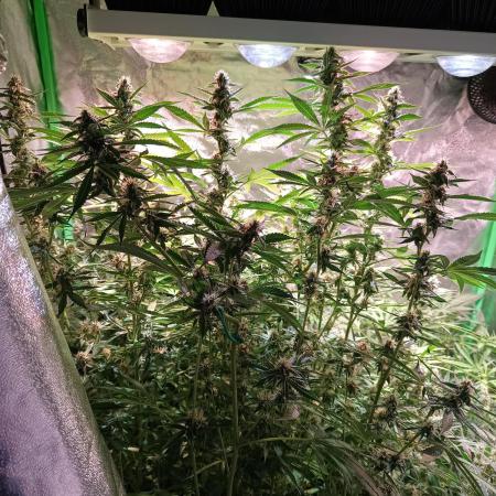 Banana Purple Punch and Friends