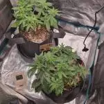 Auto grow