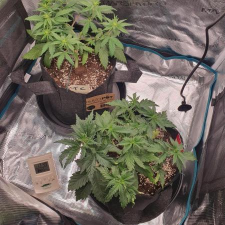 Auto grow