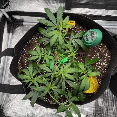 Steckling Grow 2025 (Zushi/Calypso)