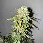 Steckling Grow 2025 (Zushi/Calypso)