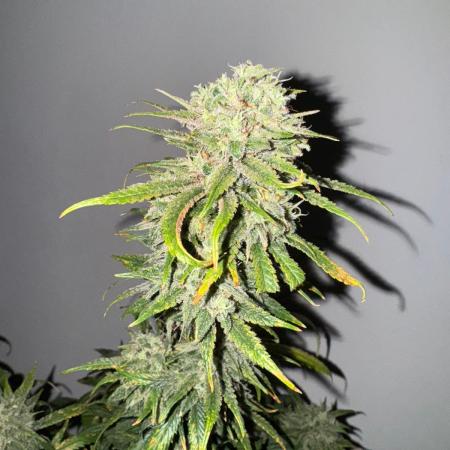 Steckling Grow 2025 (Zushi/Calypso)