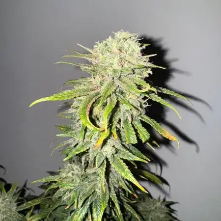Steckling Grow 2025 (Zushi/Calypso)