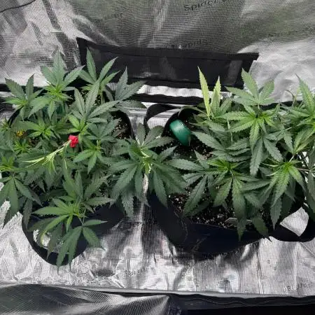 Steckling Grow 2025 (Zushi/Calypso)