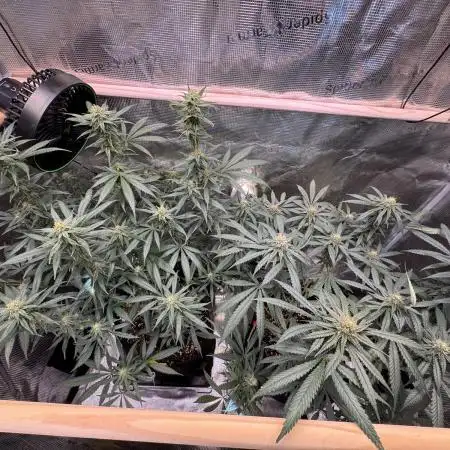 Steckling Grow 2025 (Zushi/Calypso)