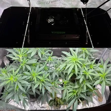 Steckling Grow 2025 (Zushi/Calypso)