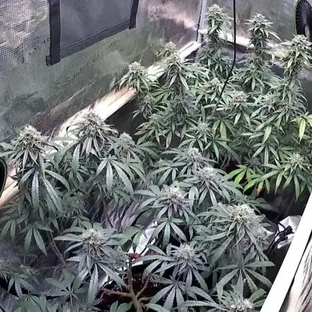 Steckling Grow 2025 (Zushi/Calypso)