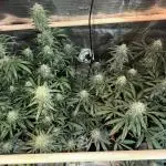 Steckling Grow 2025 (Zushi/Calypso)