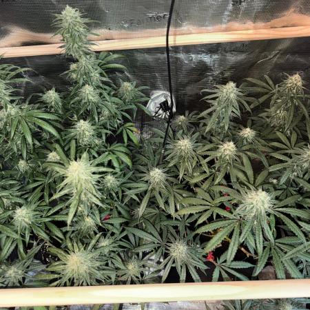 Steckling Grow 2025 (Zushi/Calypso)