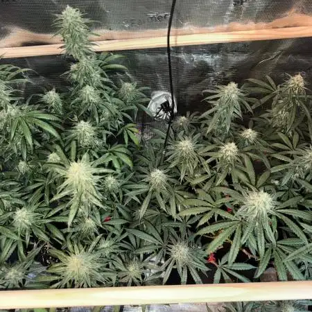 Steckling Grow 2025 (Zushi/Calypso)